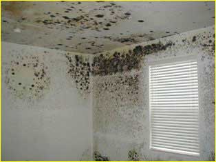 mold on ceiling removal