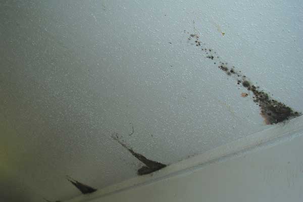 mold on ceiling tiles