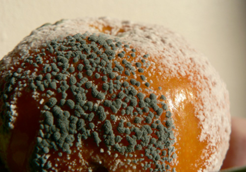 mold on food are they dangerous