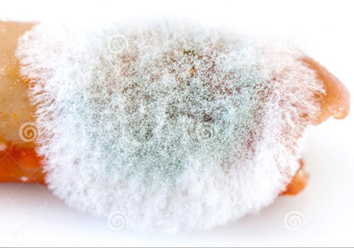 mold on food definition