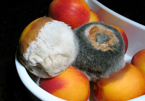 mold on food health effects