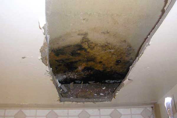 mold on walls a house