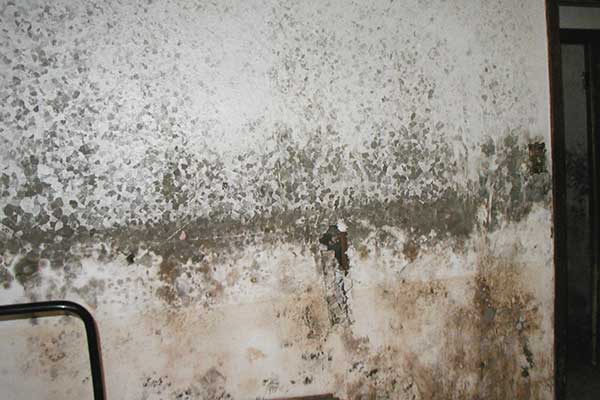 mold on walls bad for health