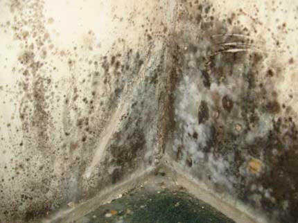 mold on walls health risks