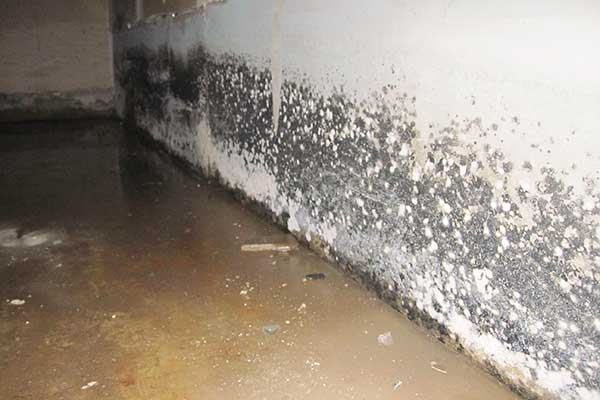 mold on walls in basement