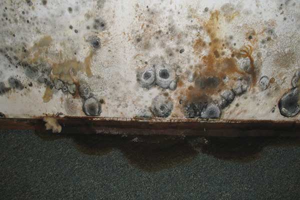 mold on walls in garage