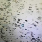 mold on walls pictures
