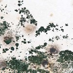 mold on walls side effects