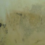 mold on walls vinegar
