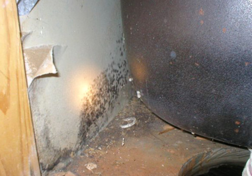 mold removal cost canada