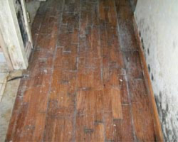 mold removal furniture fabric