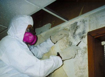 mold removal in calgary
