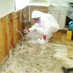 mold removal products canada