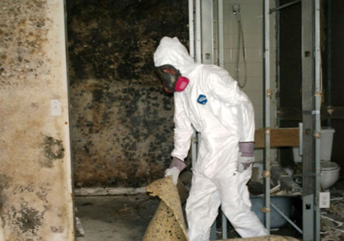 mold removal toronto cost