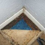 mold resistant carpet