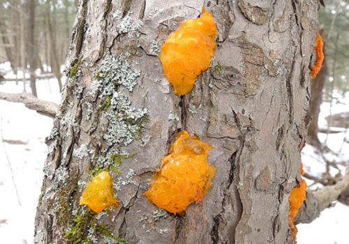 orange fungus in wood chips