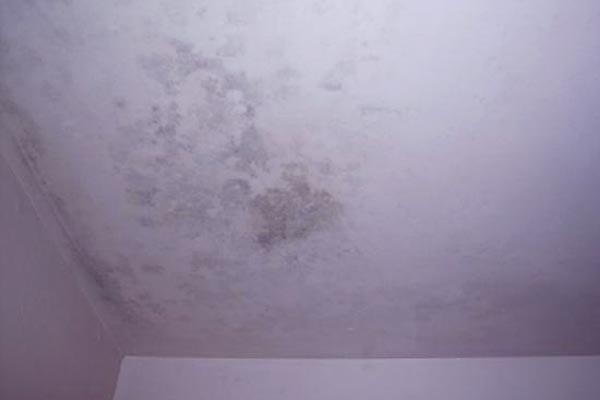 pictures of black mold in a house