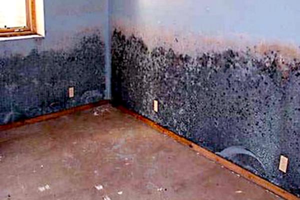 pictures of black mold in air ducts