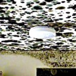stachybotrys black mold pictures