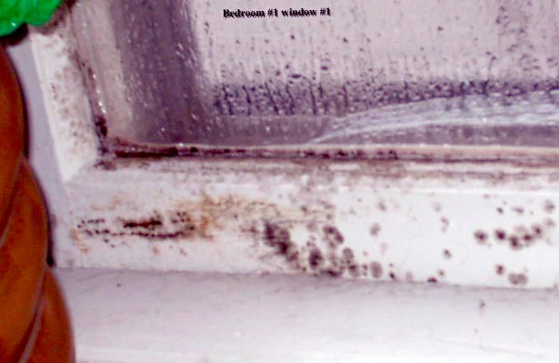 Black Mold and how to know