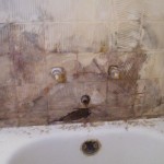 Mold in shower review