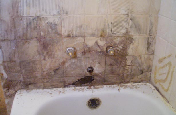 Mold in shower review