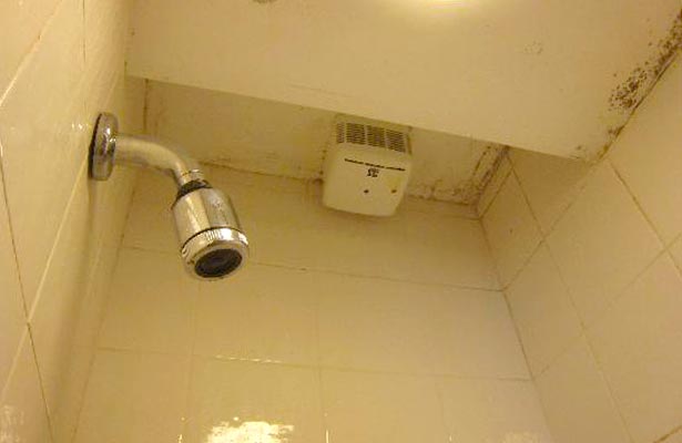 best mold and mildew cleaner for shower