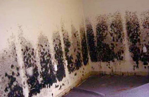 black mold cleaning on the wall