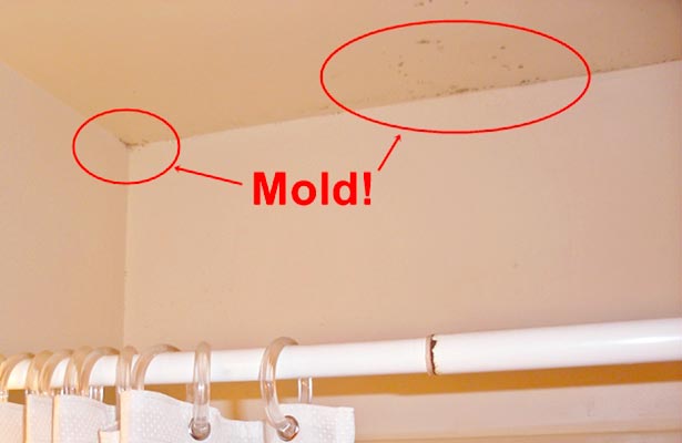can you get rid of mold in a home