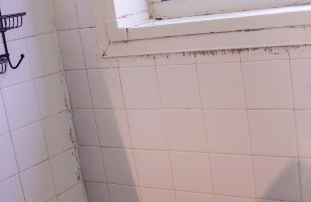 dangers of black mold and pregnancy