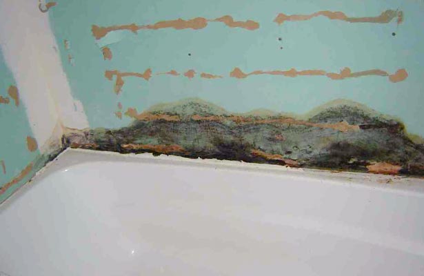 dangers of black mold in basement