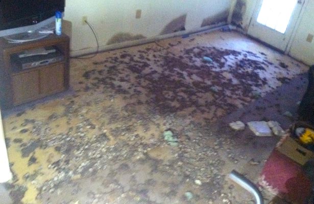effects of black mold in the home