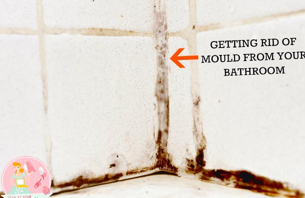 get rid of mold in air