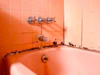 get rid of mold in bathroom paint