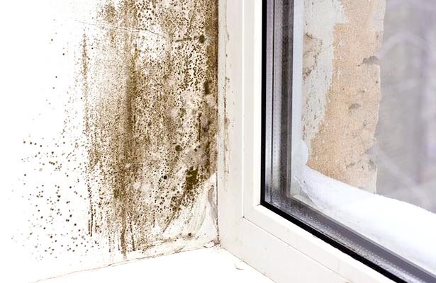 get rid of mold in grout