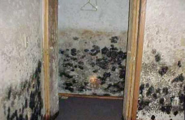 get rid of mold on bathroom ceiling