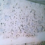 get rid of mold smell in car