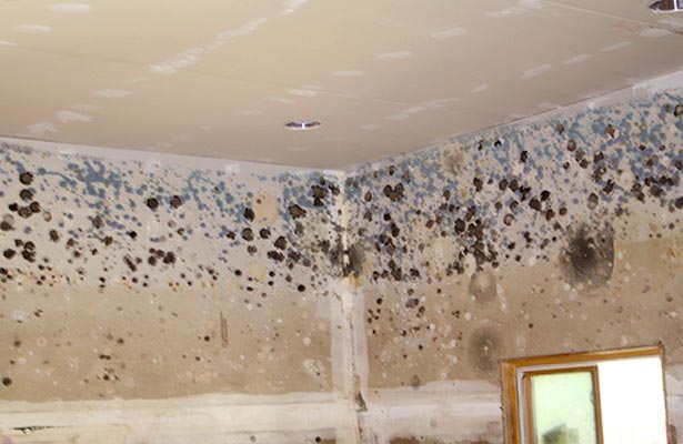 harmful effects of mold in home