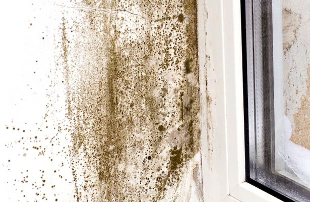 how can you tell if black mold is toxic
