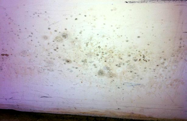how can you tell if you have black mold poisoning