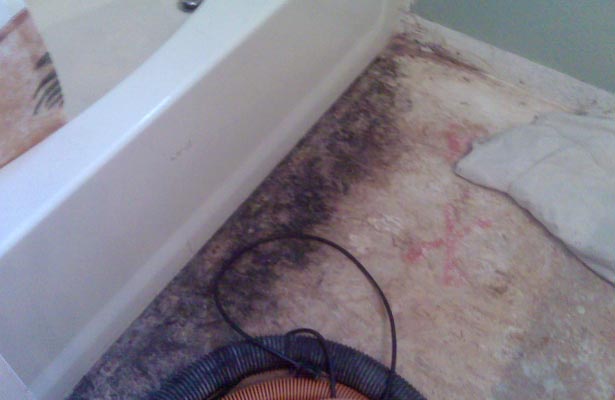 how can you tell if you have toxic black mold