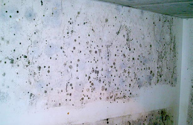 how do i get rid of mold in my home