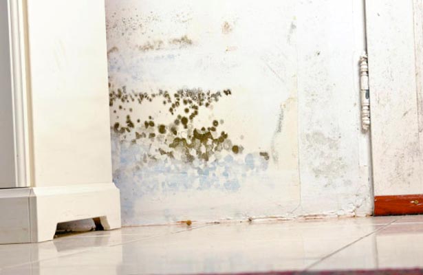 how do i tell if black mold is toxic or how to tell if it is toxic mold