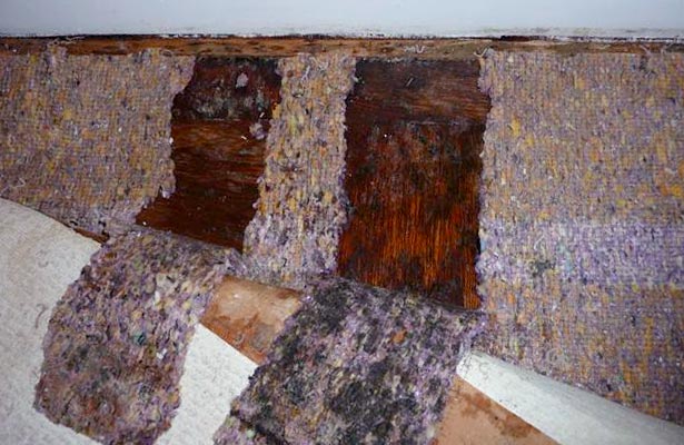 how do you find black mold in your home and test for black mold in your home