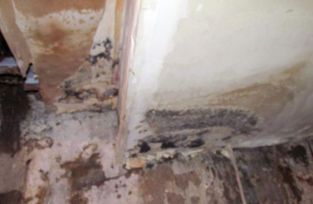 how do you if you have black mold