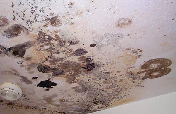 how do you know if mold is toxic