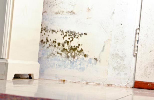how do you know if you have a black mold problem