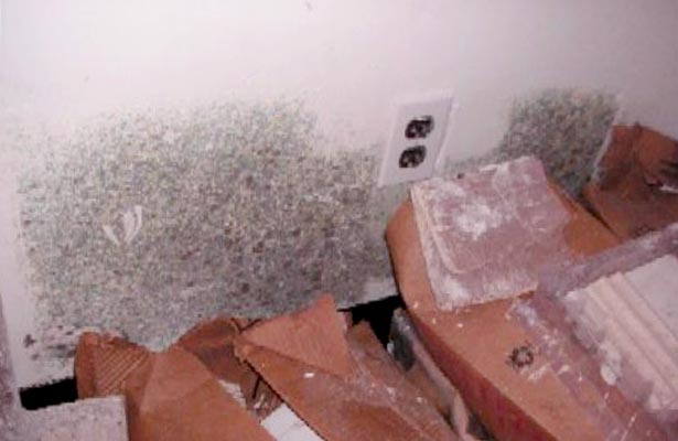 how do you know if you have been exposed to black mold