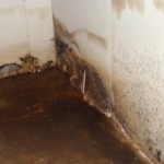 how do you know if you have black mold in your basement