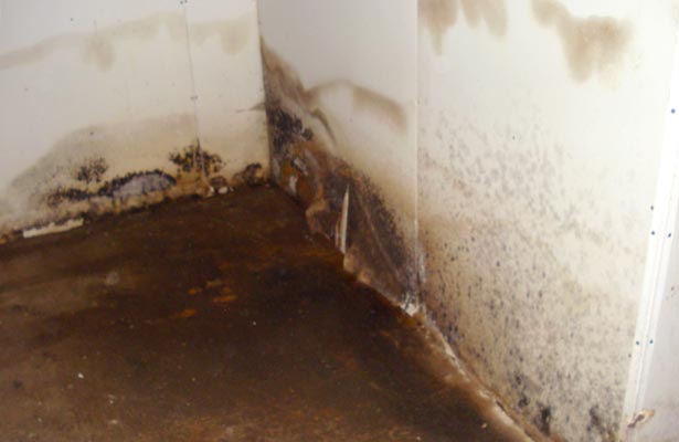 how do you know if you have black mold in your basement